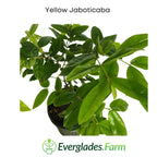 Yellow Jaboticaba Tree Fruit Trees 103-Pine Island Nursery