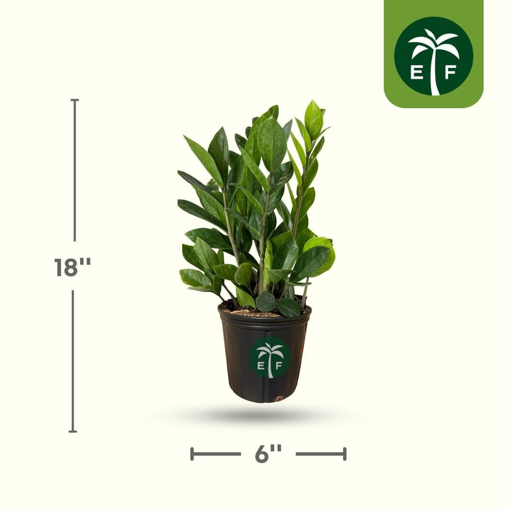 ZZ Plant in 6-Inch Pot – Low Maintenance Indoor Houseplant for Sale Everglades Farm