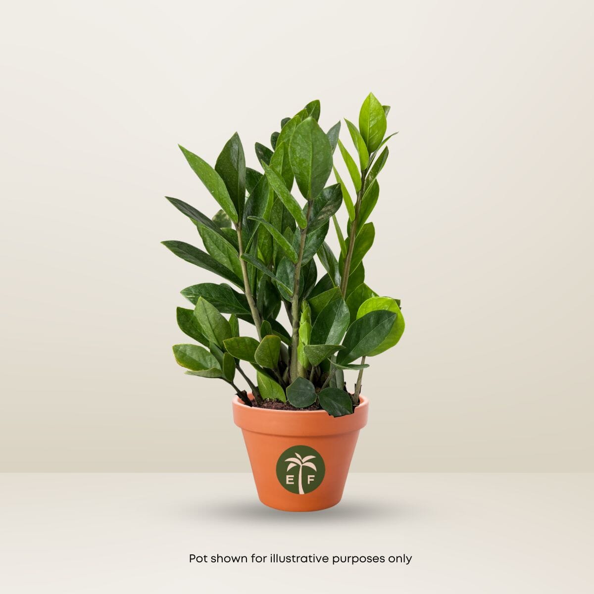 ZZ Plant in 6-Inch Pot – Low Maintenance Indoor Houseplant for Sale Everglades Farm