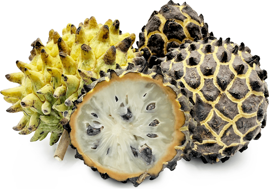 Rollinia Deliciosa Fruit Tree 100-Carlos Tropical Fruits