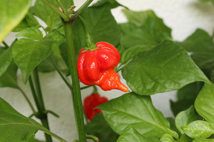 Scorpion Hot Pepper Plant