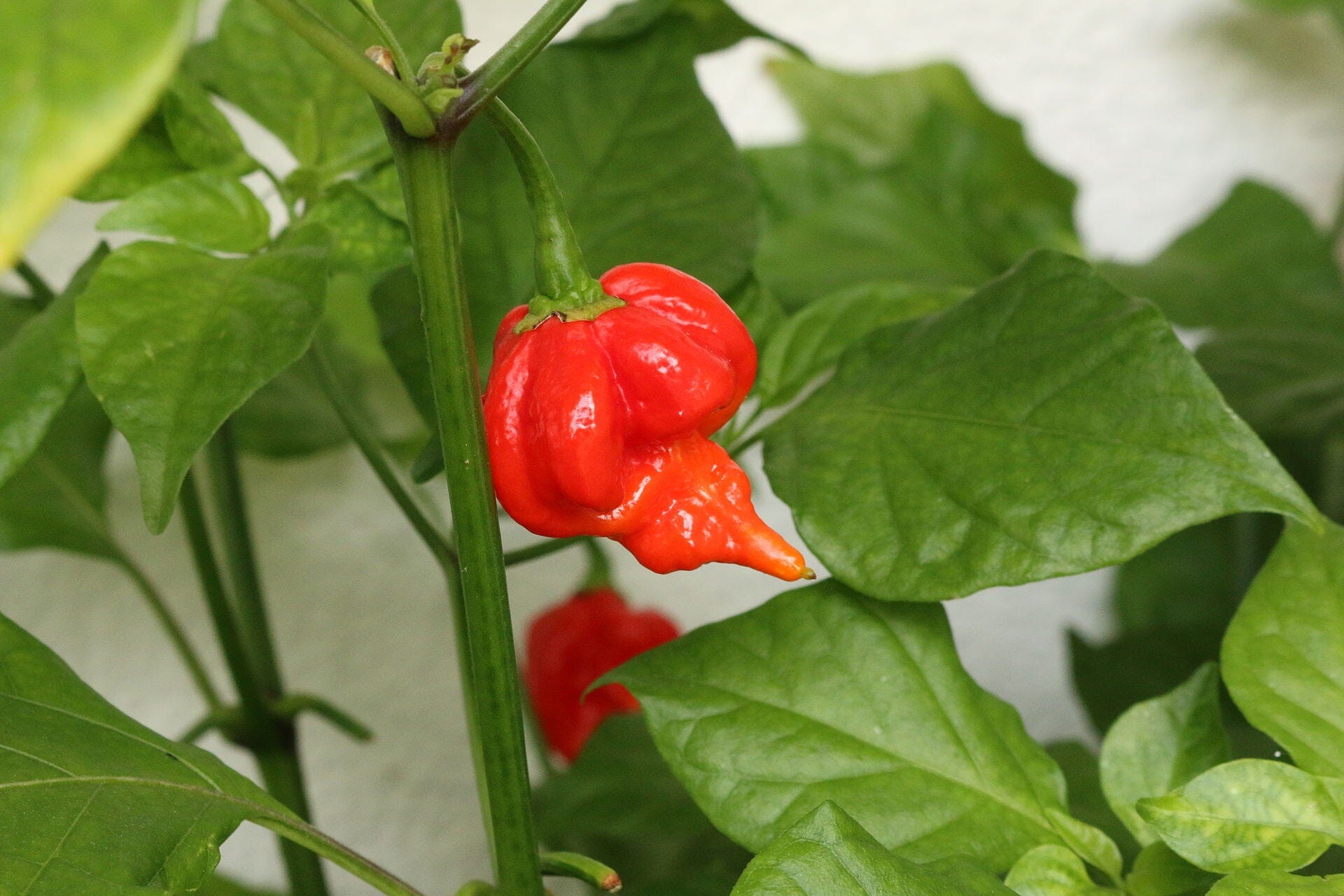 Scorpion Hot Pepper Plant Fruit Trees 110-Guacalina Nursery & Broker