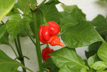 Load image into Gallery viewer, Scorpion Hot Pepper Plant
