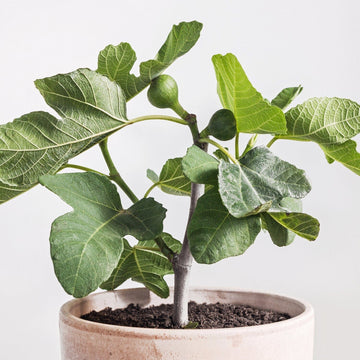 Fignomenal Fig Dwarf Tree for Small Spaces Fruit Trees 103-Pine Island Nursery
