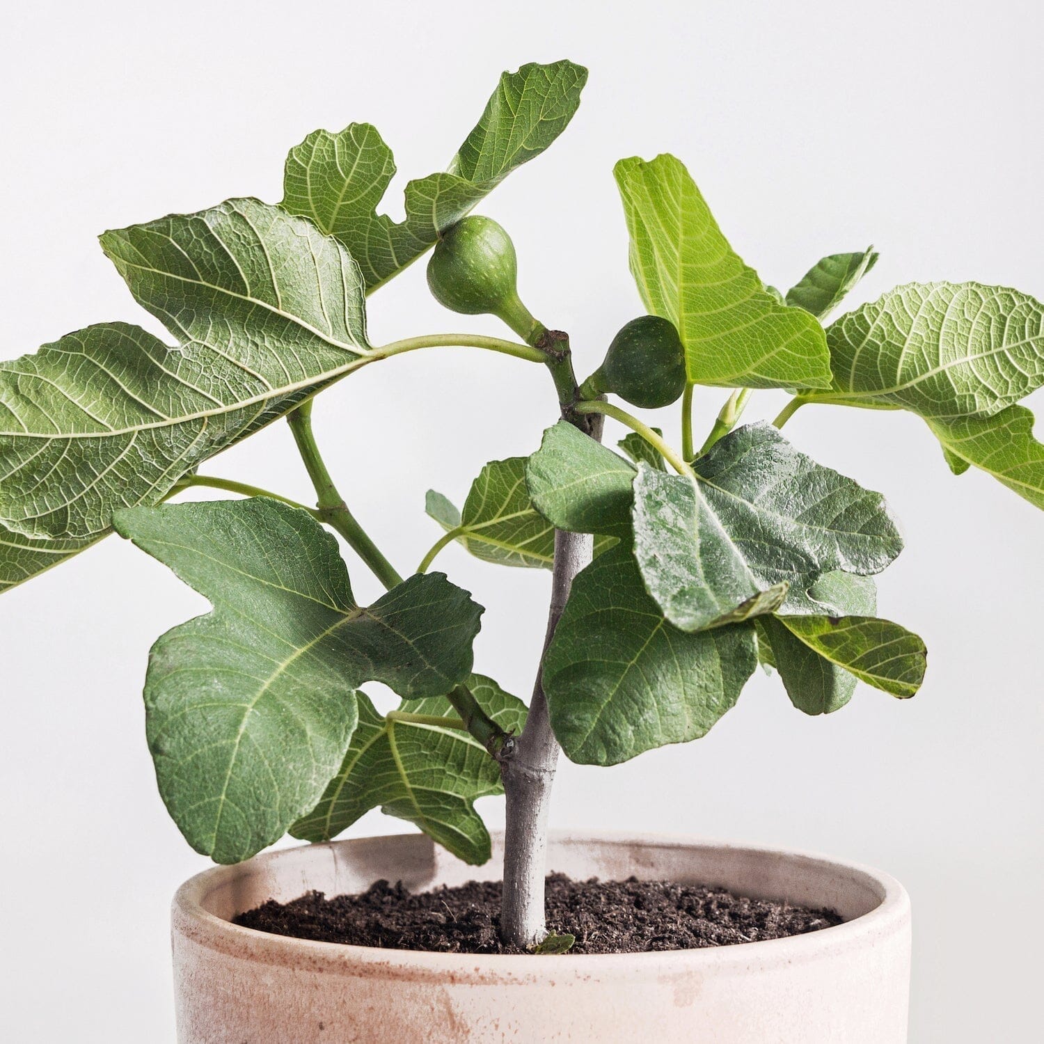 Generi Fig Tree Dwarf Fruit Trees 102-Zill High Performance Plants