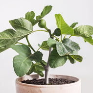 Olympian Fig Tree Dwarf, 3 feet tall, for Sale from Florida