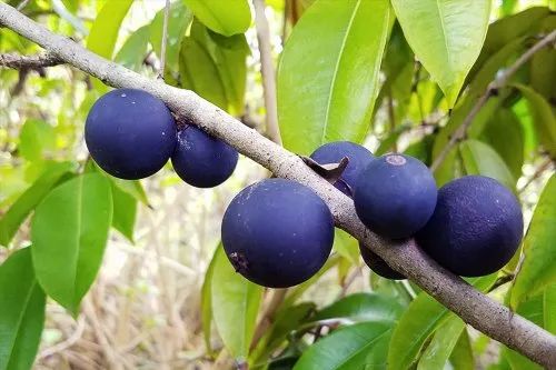 Blue Jaboticaba Tree / Myrciaria Vexator, 1 foot tall, 3-gal. container For Sale from Florida