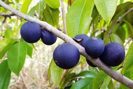Blue Jaboticaba Tree, / Myrciaria Vexator, 1 foot tall, 3-gal. container For Sale from Florida