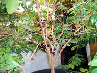 Coronata Restinga, Dark Red Jaboticaba Tree, 2-3 feet tall, For Sale from Florida