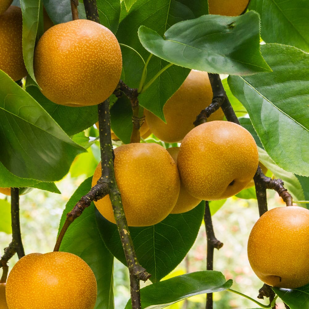 20th Century (Nijisseiki) Asian Pear Tree 103-Pine Island Nursery
