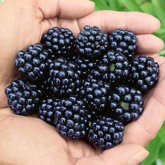 Arapaho Thornless Blackberry Plant 103-Pine Island Nursery