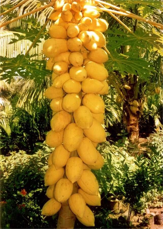 Yellow Mexican Papaya Tree Fruit Trees 110-Guacalina Nursery & Broker