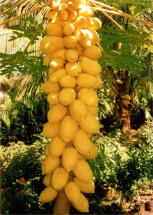 Yellow Mexican Papaya Tree Fruit Trees 110-Guacalina Nursery & Broker