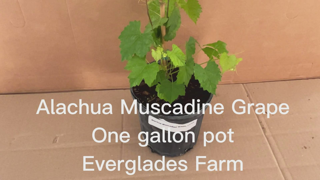 Alachua Muscadine Grape, Carlos