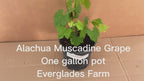 Alachua Muscadine Grape, Carlos