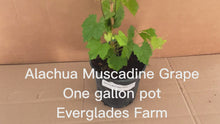 Load and play video in Gallery viewer, Alachua Muscadine Grape, Carlos, Plant From Florida
