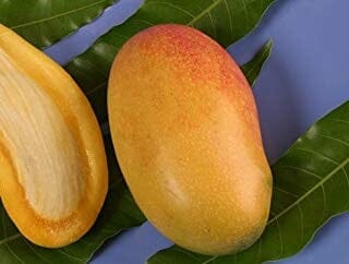 Coconut Cream Mango Tree, Grafted Fruit Trees 111-Lalo Melo 