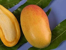 Coconut Cream Mango Tree, Grafted Fruit Trees 111-Lalo Melo 