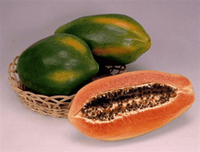 Red Lady Papaya Dwarf Tree