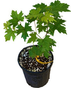 Southern Home Muscadine Hybrid Super Sweet Grape Plant 103-Pine Island Nursery