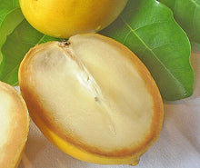 Abiu, Caimito Amarillo, Tree Fruit Trees 103-Pine Island Nursery 