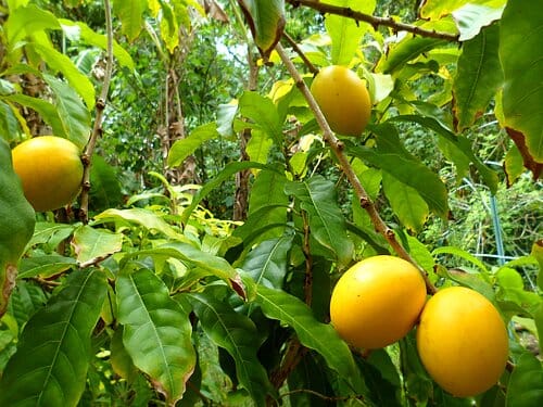 Abiu, Caimito Amarillo, Tree Fruit Trees 103-Pine Island Nursery 