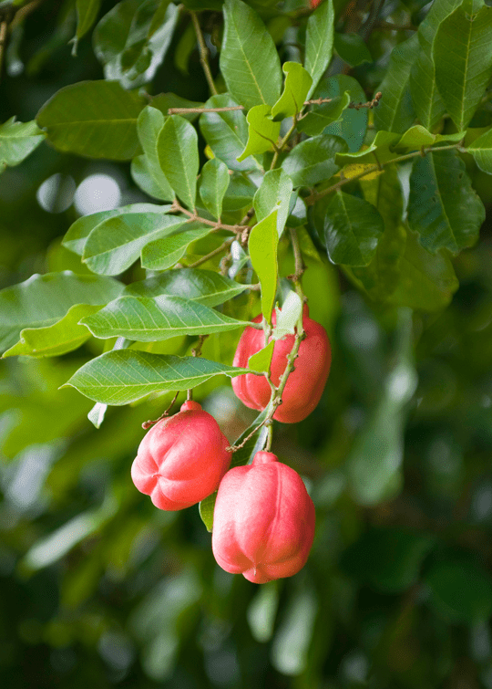 Ackee Tree