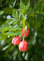 Ackee Tree Fruit Trees 103-Pine Island Nursery