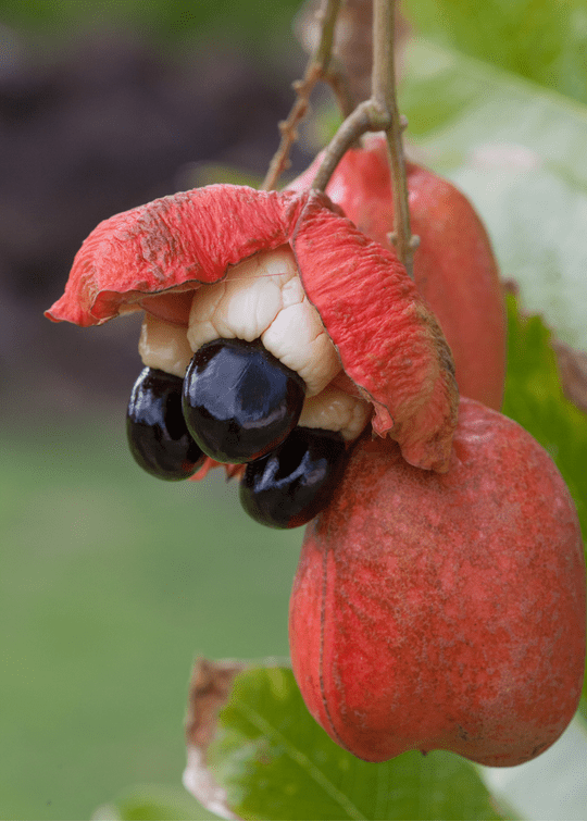 Ackee Tree, 3 feet tall in 2gal container For Sale from Florida