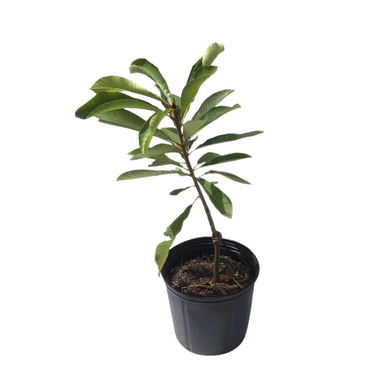 Akil Mamey Sapote Tree, Grafted 112-Lara Farm 