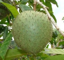 Load image into Gallery viewer, Montana / Mountain Soursop Guanabana Fruit 3-4 ft. Tree, for sale from Florida
