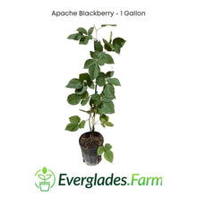 Apache Blackberry, Summer Bearing, Thornless, Plant 103-Pine Island Nursery 
