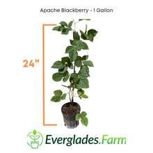 Load image into Gallery viewer, Apache Blackberry, Summer Bearing, Thornless, Plant
