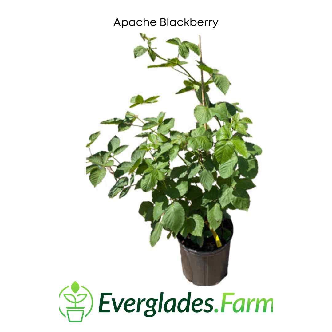 Apache Blackberry, Summer Bearing, Thornless, Plant 103-Pine Island Nursery 