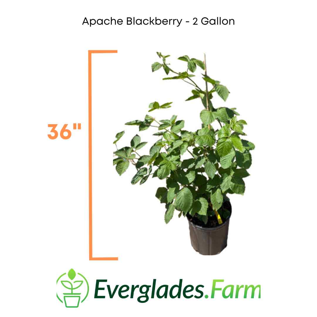 Apache Blackberry, Summer Bearing, Thornless, Plant