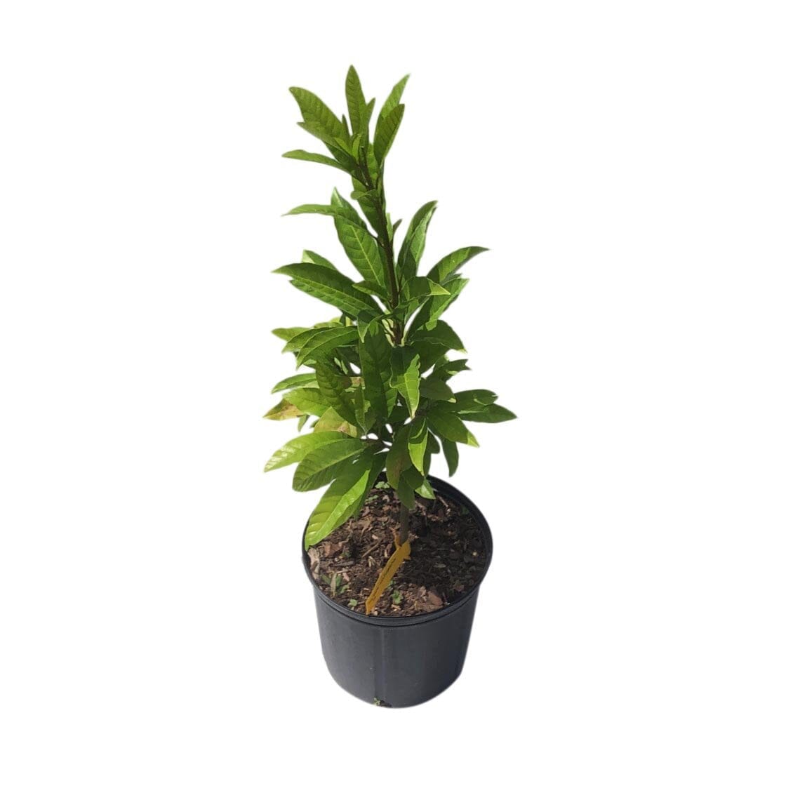 Oro Canistel Sapote [Egg-Fruit] Tree 100-Carlos Tropical Fruits
