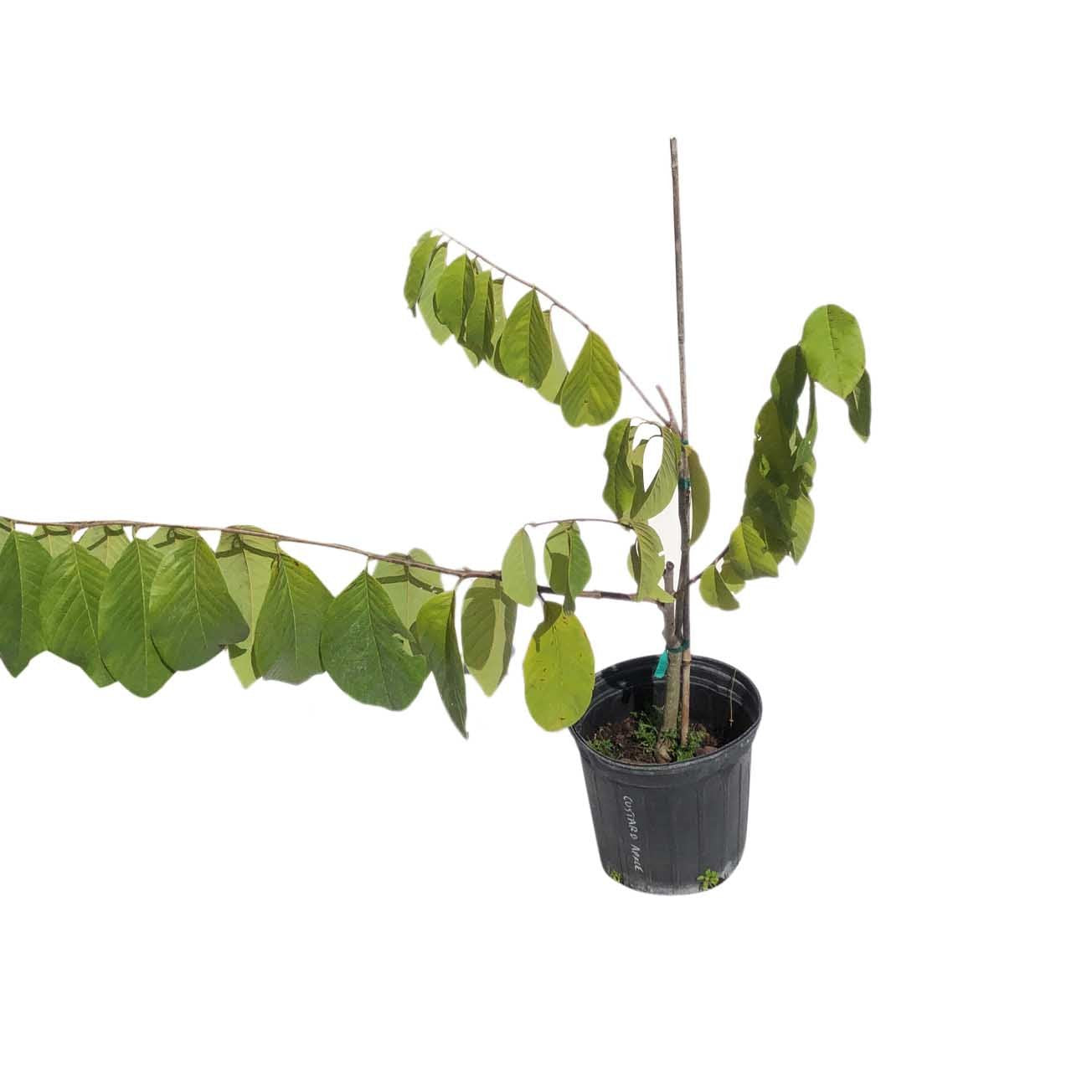 Atemoya Lisa Fruit Tree for Sale 3-Gal Container from Florida
