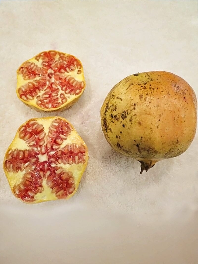 Azadi Pomegranate Tree 118-Agri-Starts Inc