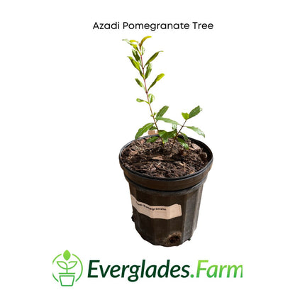 Azadi Pomegranate Tree 118-Agri-Starts Inc