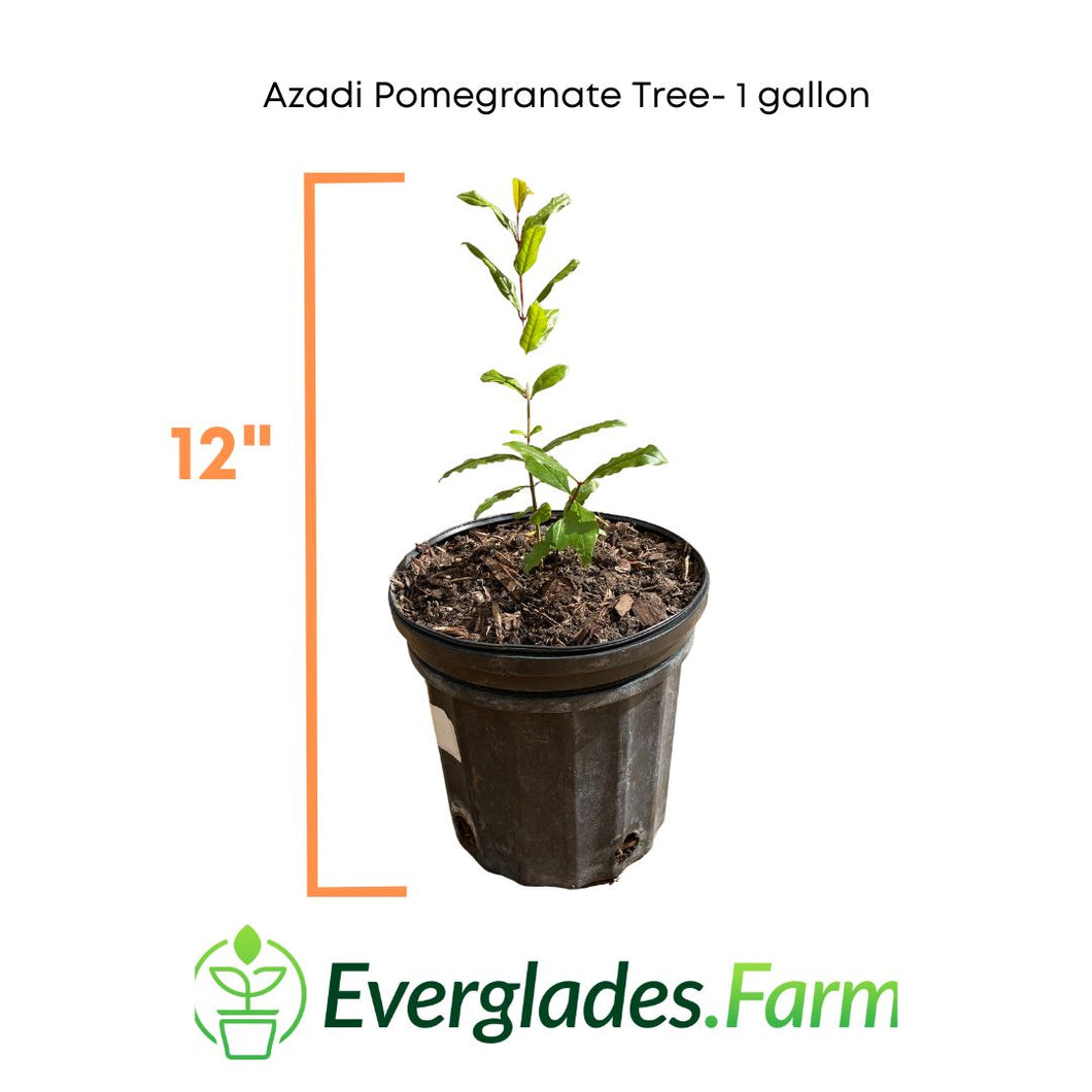 Azadi Pomegranate Tree, Light Pink fruit, super juicy, sweet, fruity flavor