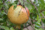 Azadi Pomegranate Tree 118-Agri-Starts Inc
