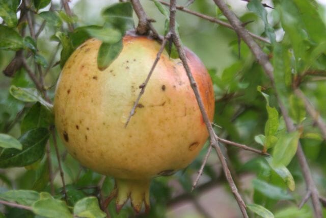 Azadi Pomegranate Tree 118-Agri-Starts Inc