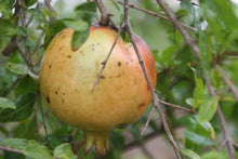 Load image into Gallery viewer, Azadi Pomegranate Tree, Light Pink fruit, super juicy, sweet, fruity flavor
