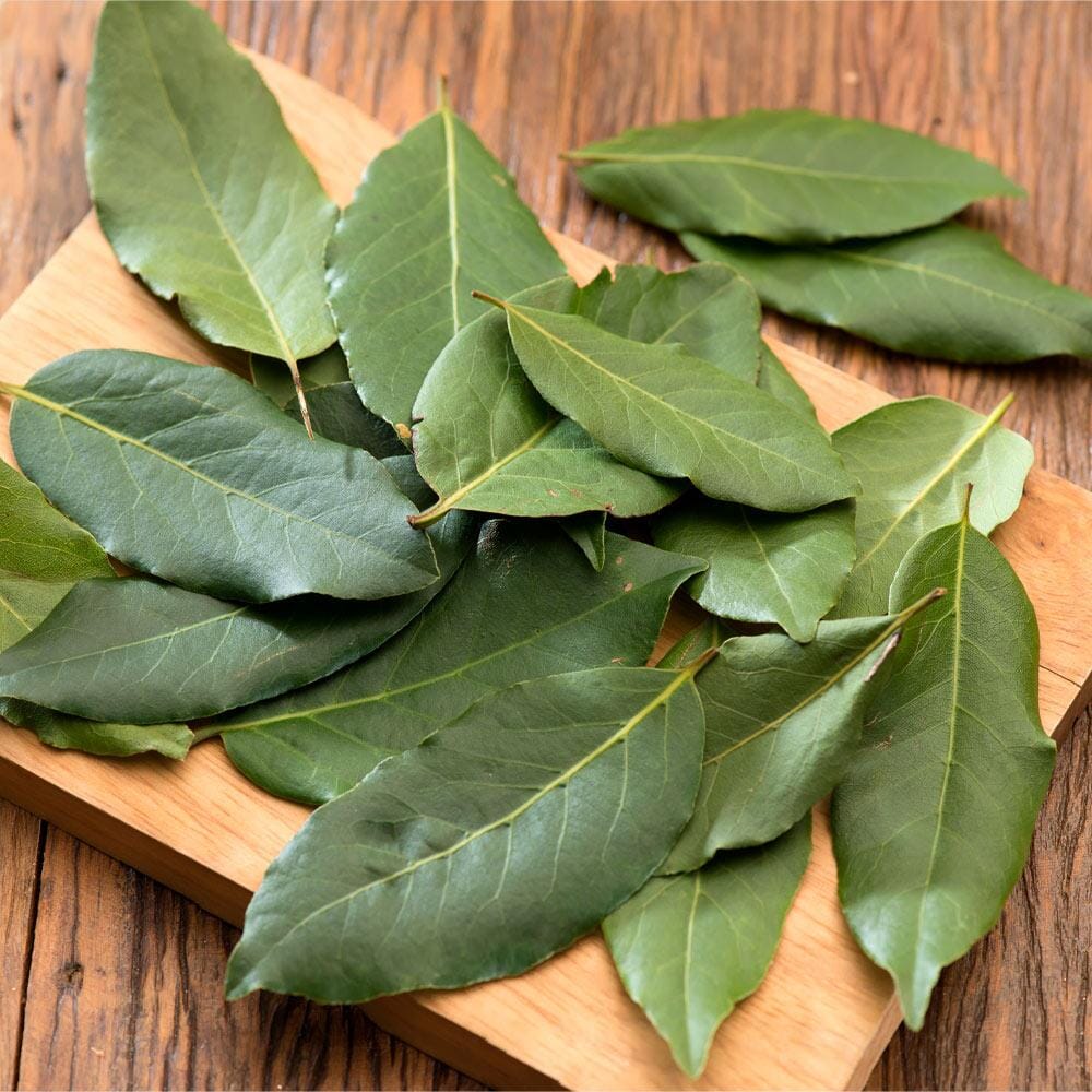 Bay Laurel Leaf Tree 2-3 feet tall in 3 gal container for sale from Florida