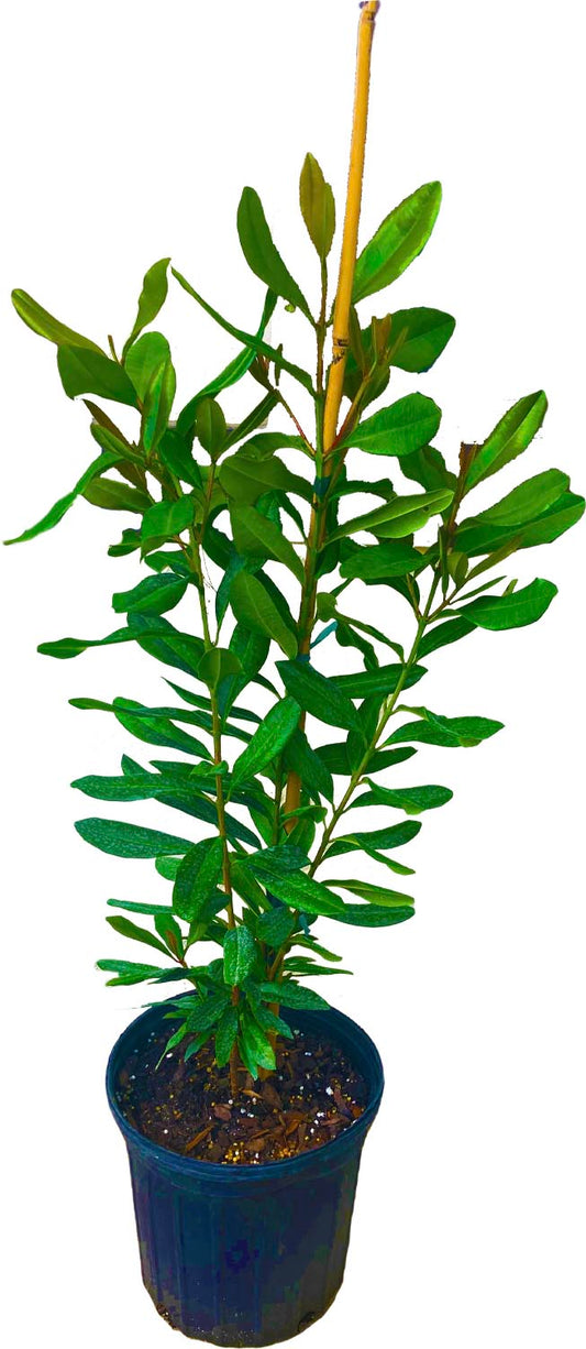 Bay Rum [Bayberry] Tree, Pimenta Racemosa