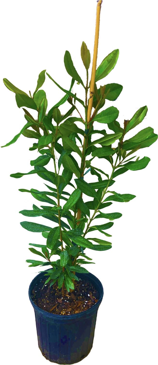 Bay Rum [Bayberry] Tree, Pimenta Racemosa 103-Pine Island Nursery 
