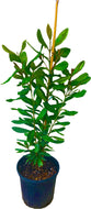 Bay Rum [Bayberry] Tree, Pimenta Racemosa, 4 feet tall For Sale from Florida