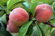 Florida Grande Peach Tree, 3-4 feet tall For Sale from Florida