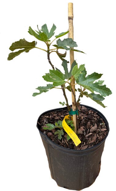 Dwarf Fig Tree "Beer's Black" 118-Agri-Starts Inc 