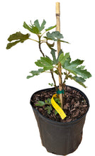 Load image into Gallery viewer, Dwarf Fig Tree &quot;Beer&#39;s Black&quot; Plant, Self-Pollinating, High Producer
